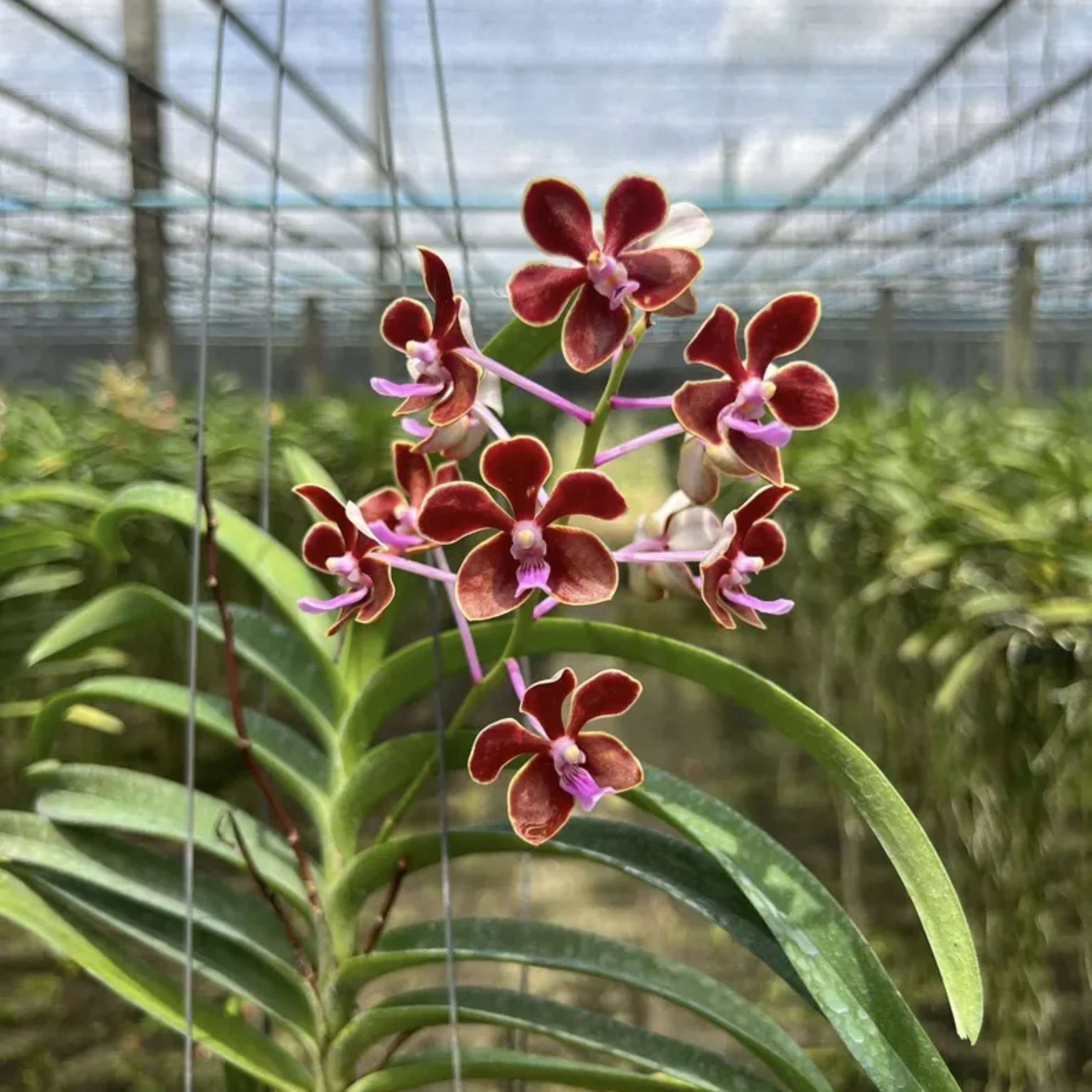 Fragrant Philippine Scented Hybrid Seedling Vanda Orchid – Rare Baby Orchid, Tropical Collector’s Plant