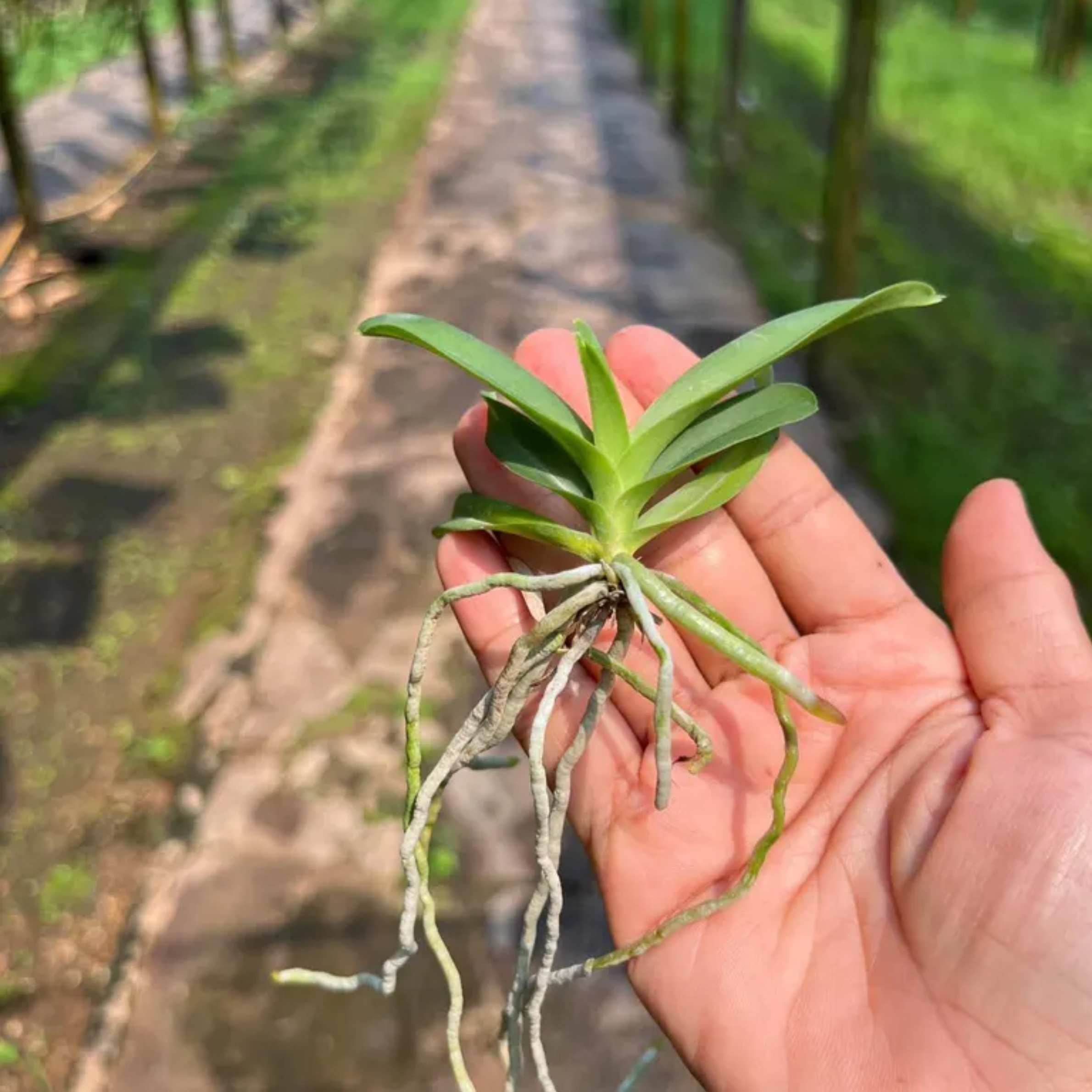 Fragrant Philippine Scented Hybrid Seedling Vanda Orchid – Rare Baby Orchid, Tropical Collector’s Plant