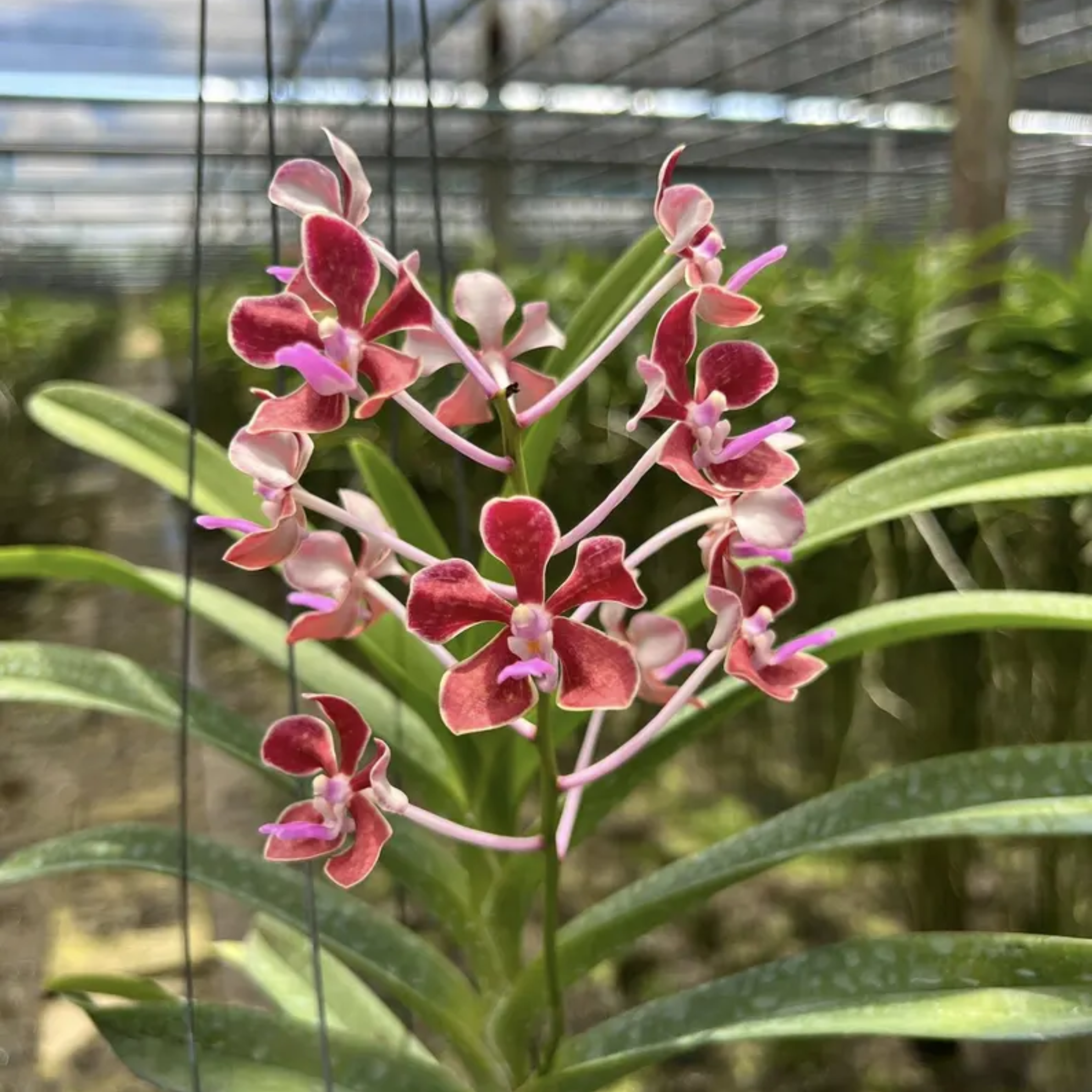 Fragrant Philippine Scented Hybrid Seedling Vanda Orchid – Rare Baby Orchid, Tropical Collector’s Plant