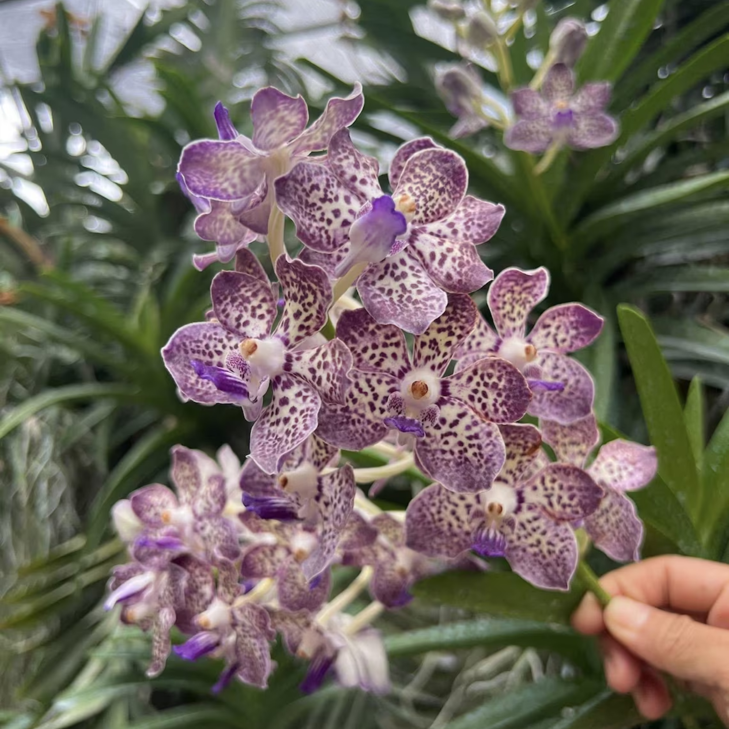 Rare Vanda Orchid Seedling, Surprise