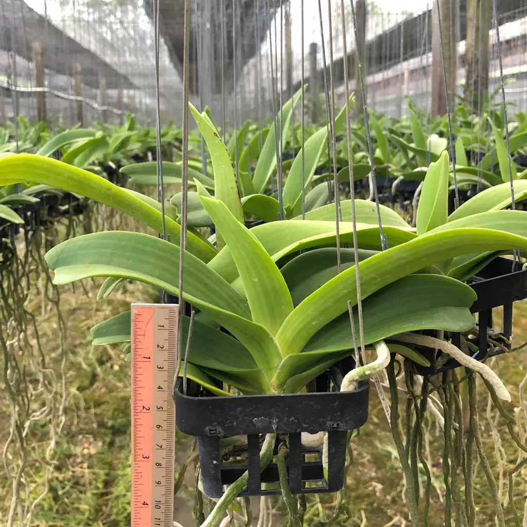 Blue Rhynchostylis Orchid – Rare Fragrant Thai Orchid
