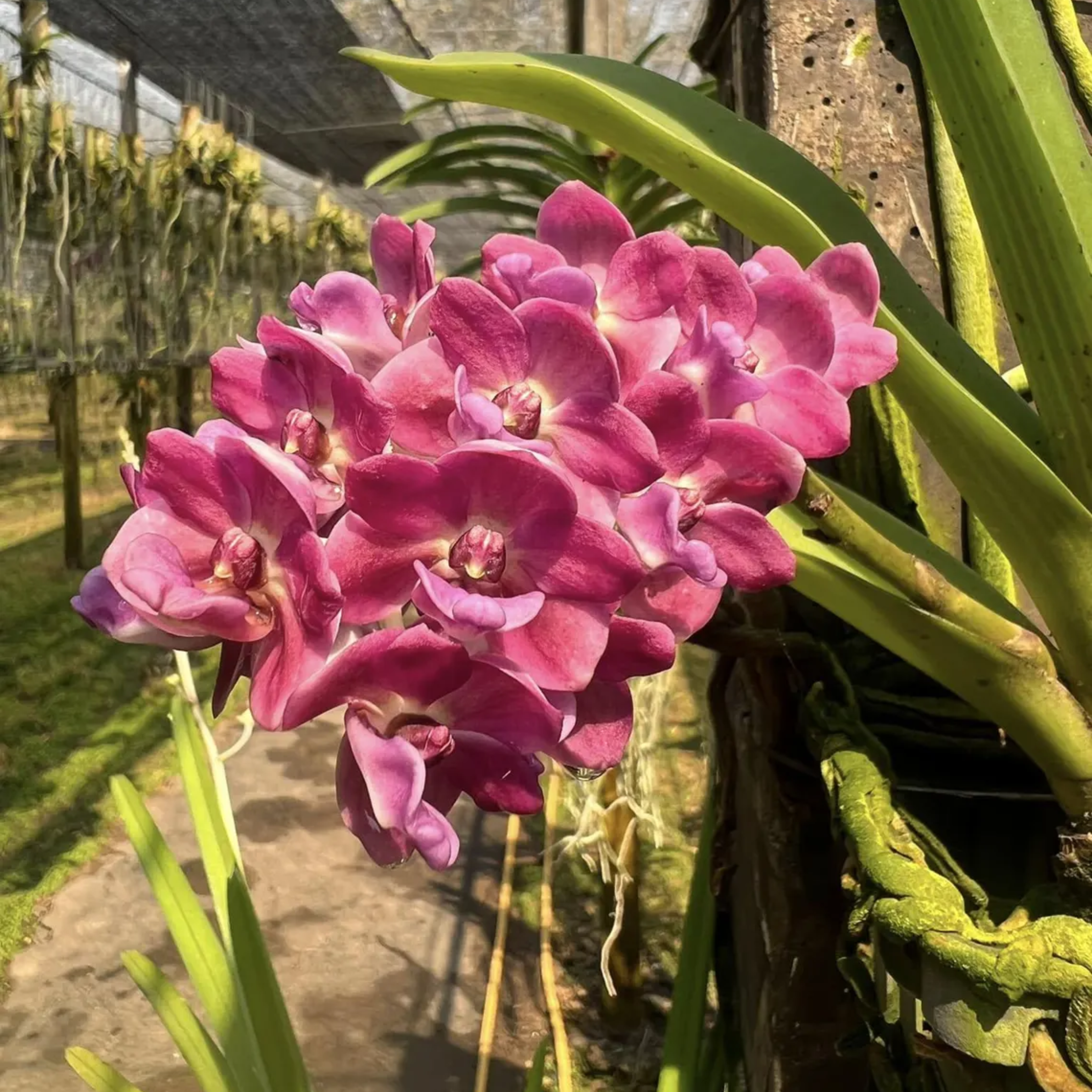 Blue Rhynchostylis Orchid – Rare Fragrant Thai Orchid