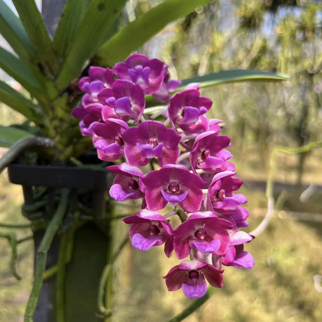 Blue Rhynchostylis Orchid – Rare Fragrant Thai Orchid