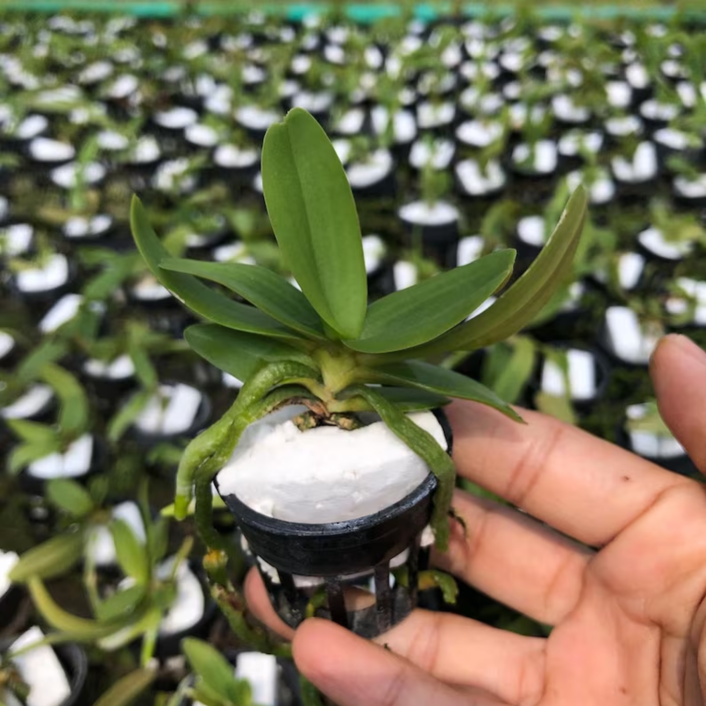 Hybrid Pack of 3 CARTOON Rhynchostylis Orchid Starter plant Hybrid, Limited Collector’s Pick