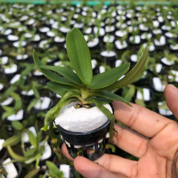 Hybrid Pack of 3 CARTOON Rhynchostylis Orchid Starter plant Hybrid, Limited Collector’s Pick