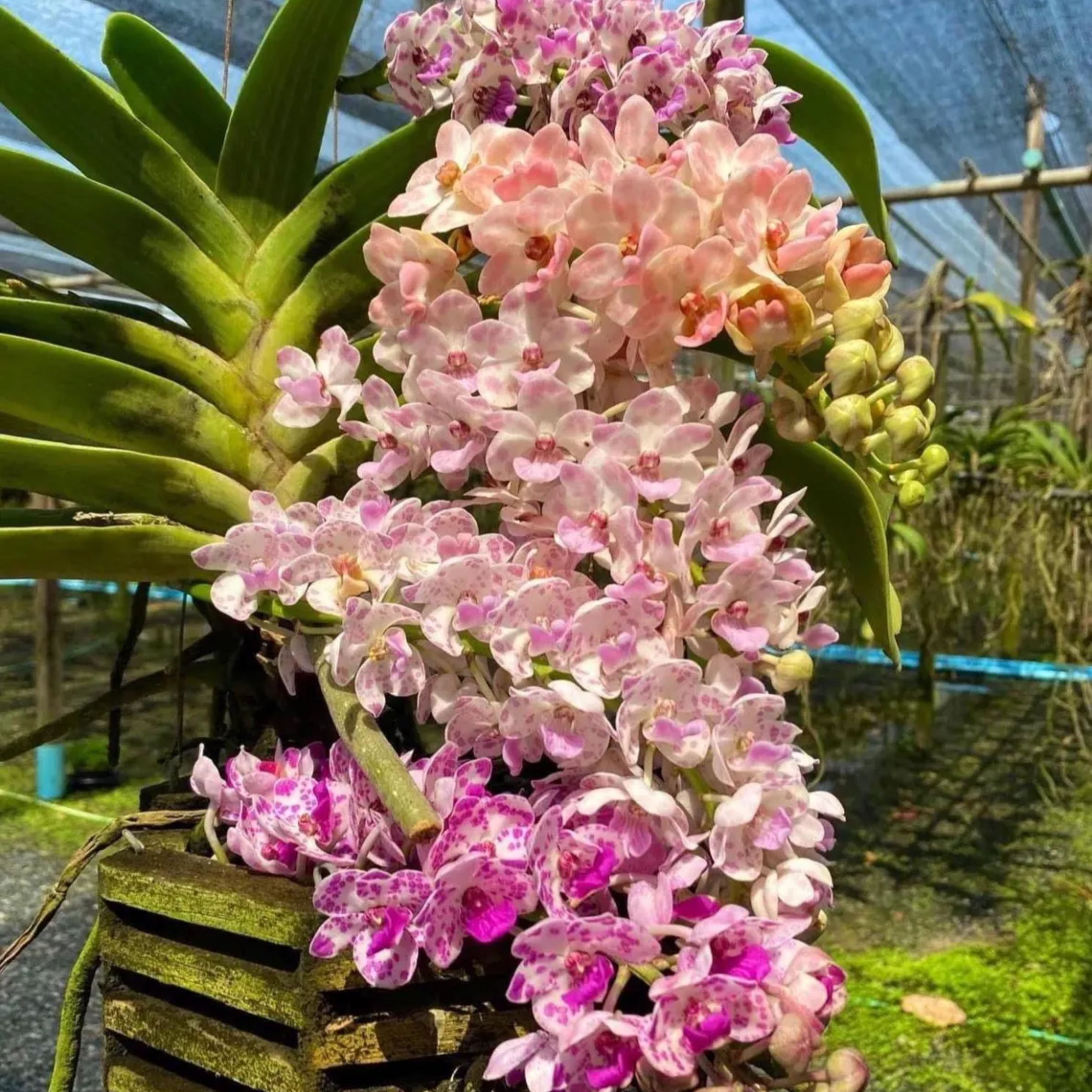 Rhynchostylis Gigantea Orchid Seedling – Rare Hybrid