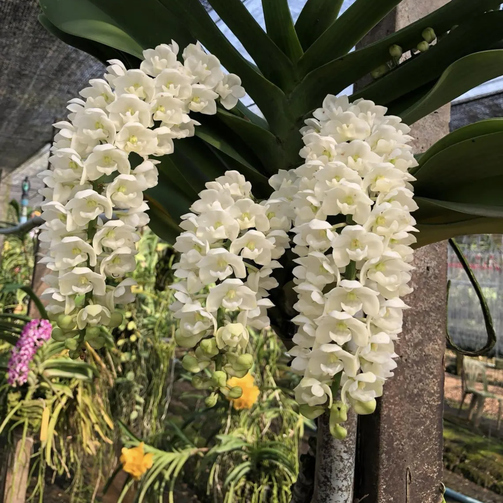 Rhynchostylis Gigantea Orchid Seedling – Rare Hybrid