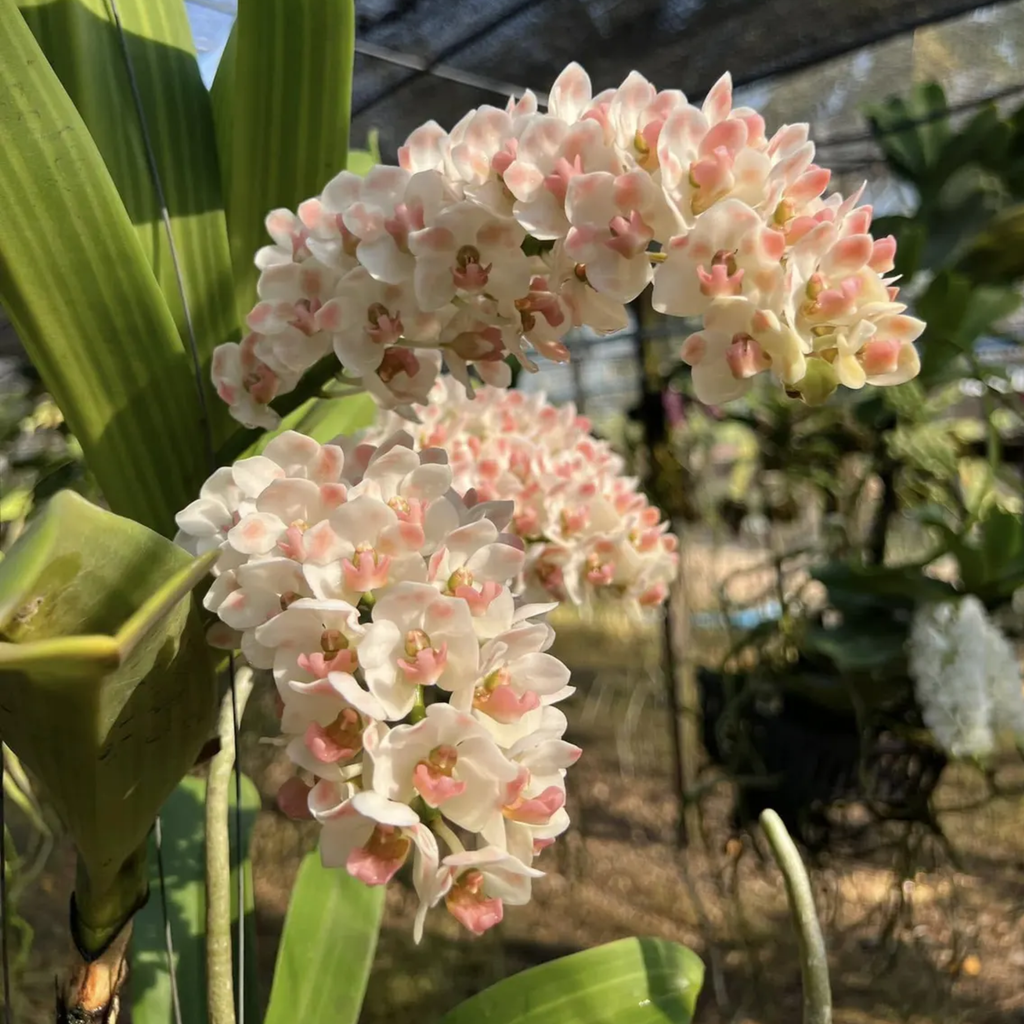 Rhynchostylis Gigantea Orchid Seedling – Rare Hybrid