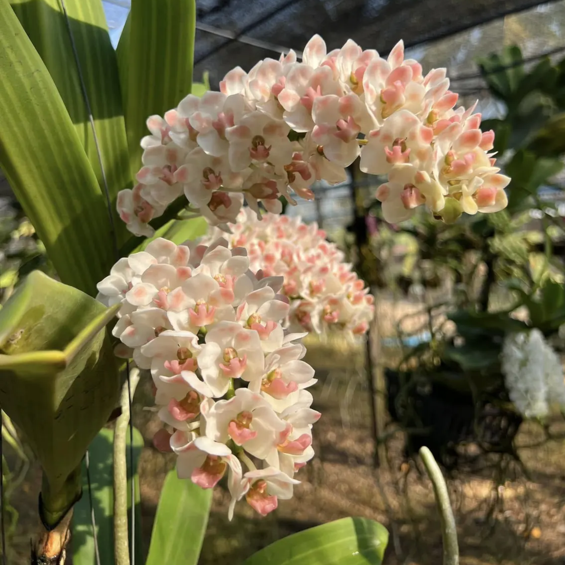 Rhynchostylis Gigantea Orchid Seedling – Rare Hybrid