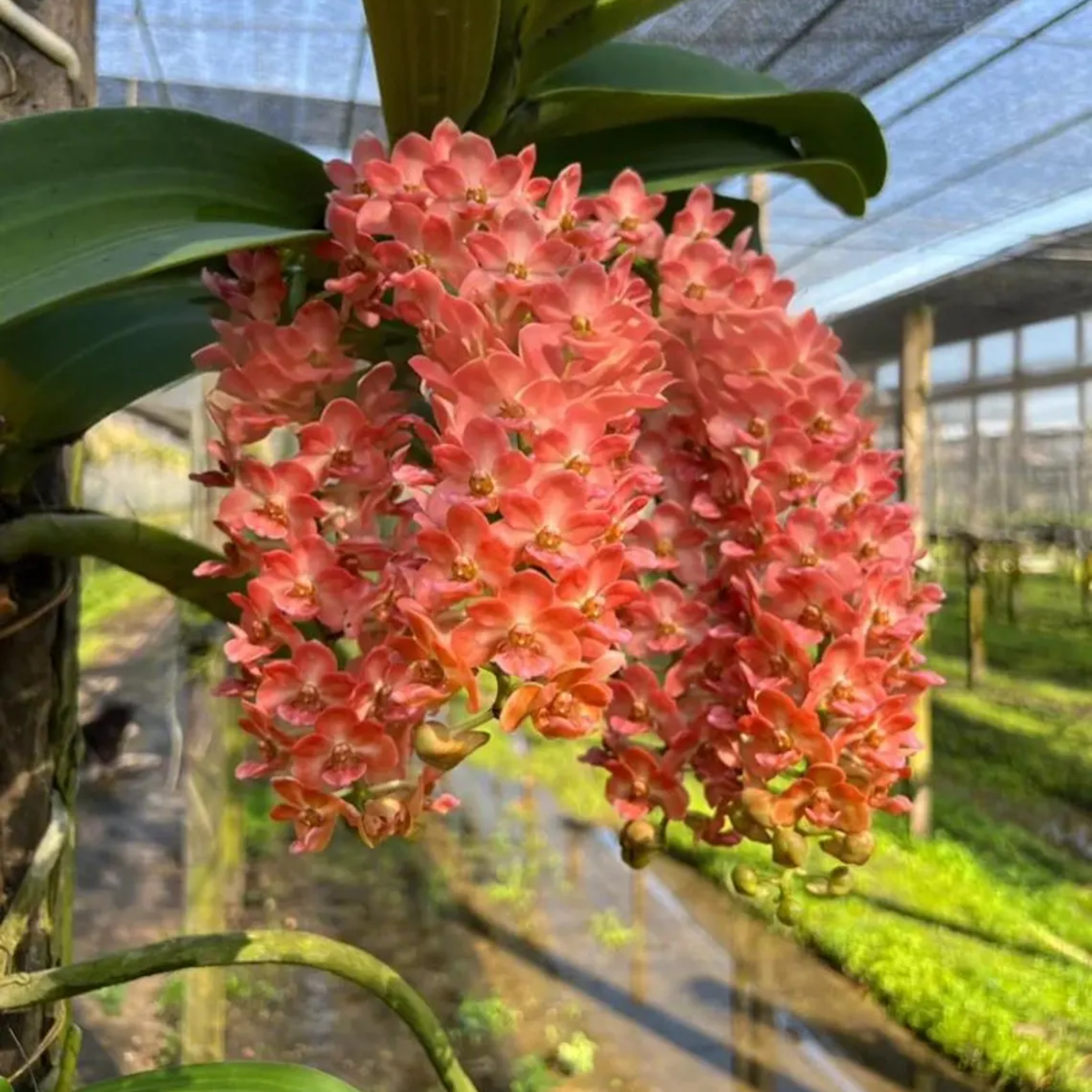 Rhynchostylis Gigantea Orchid Seedling – Rare Hybrid