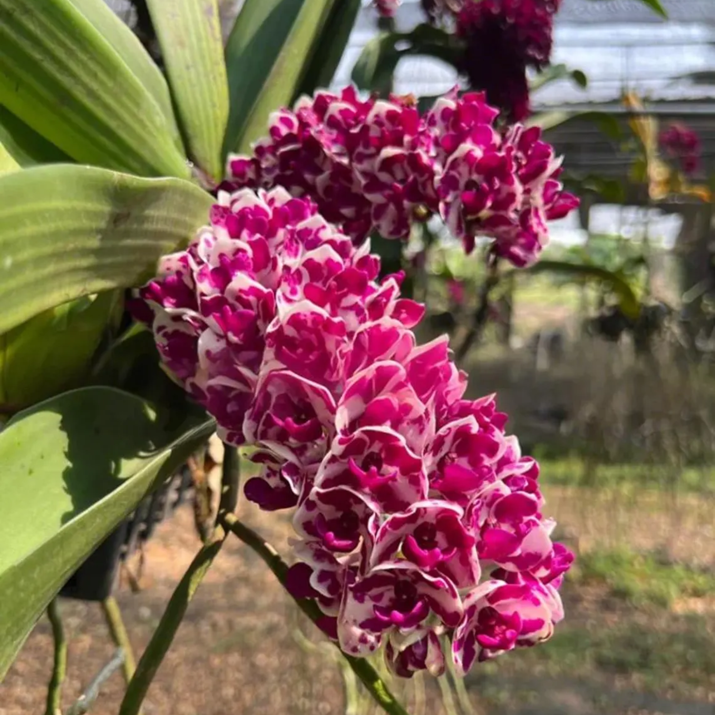 Rhynchostylis Gigantea Orchid Seedling – Rare Hybrid