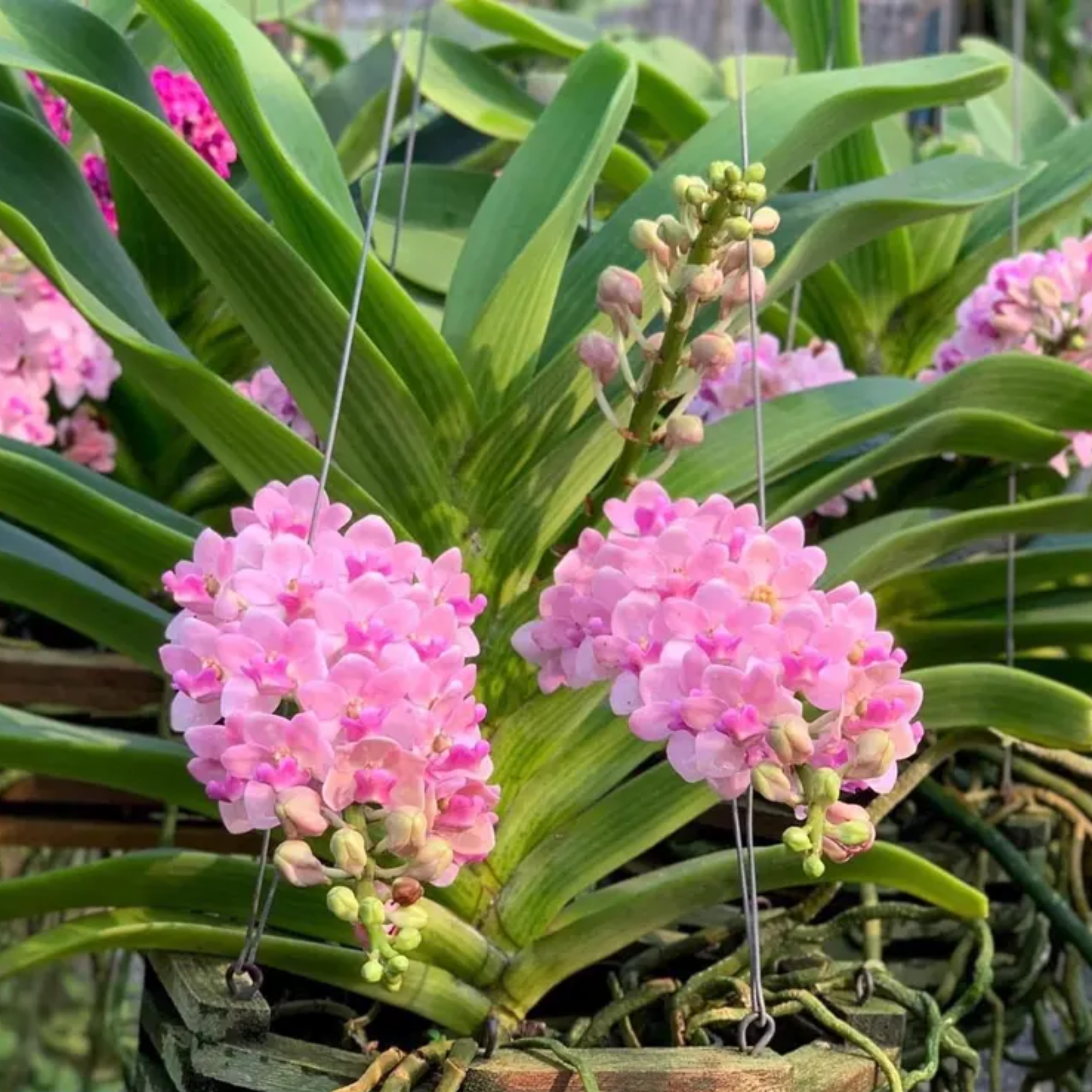 Rhynchostylis Gigantea Orchid Seedling – Rare Hybrid