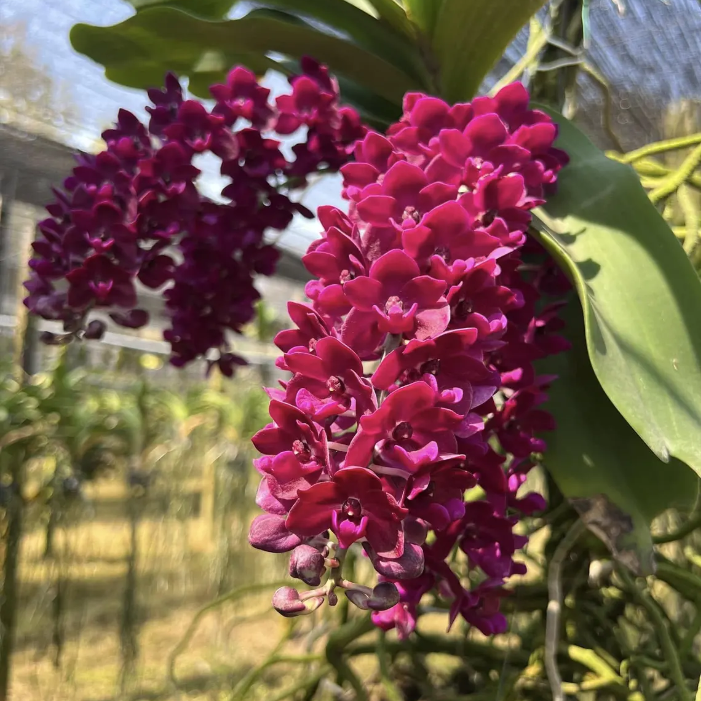 Rhynchostylis Gigantea Orchid Seedling – Rare Hybrid