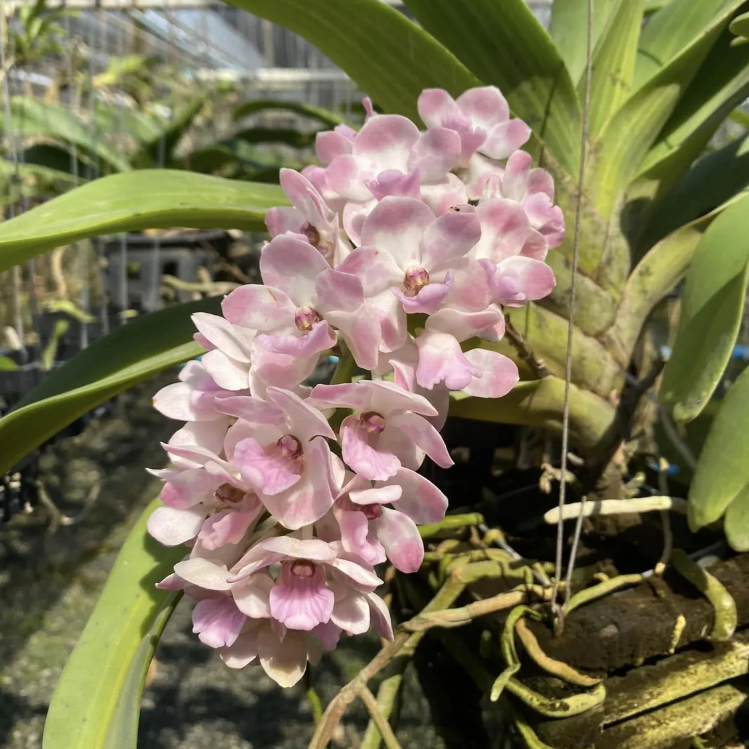 Rhynchostylis Gigantea Orchid Seedling – Rare Hybrid