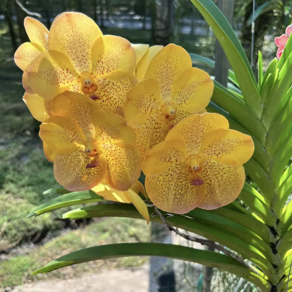 Set of 4 "Yellow" Vanda Orchid Seedlings