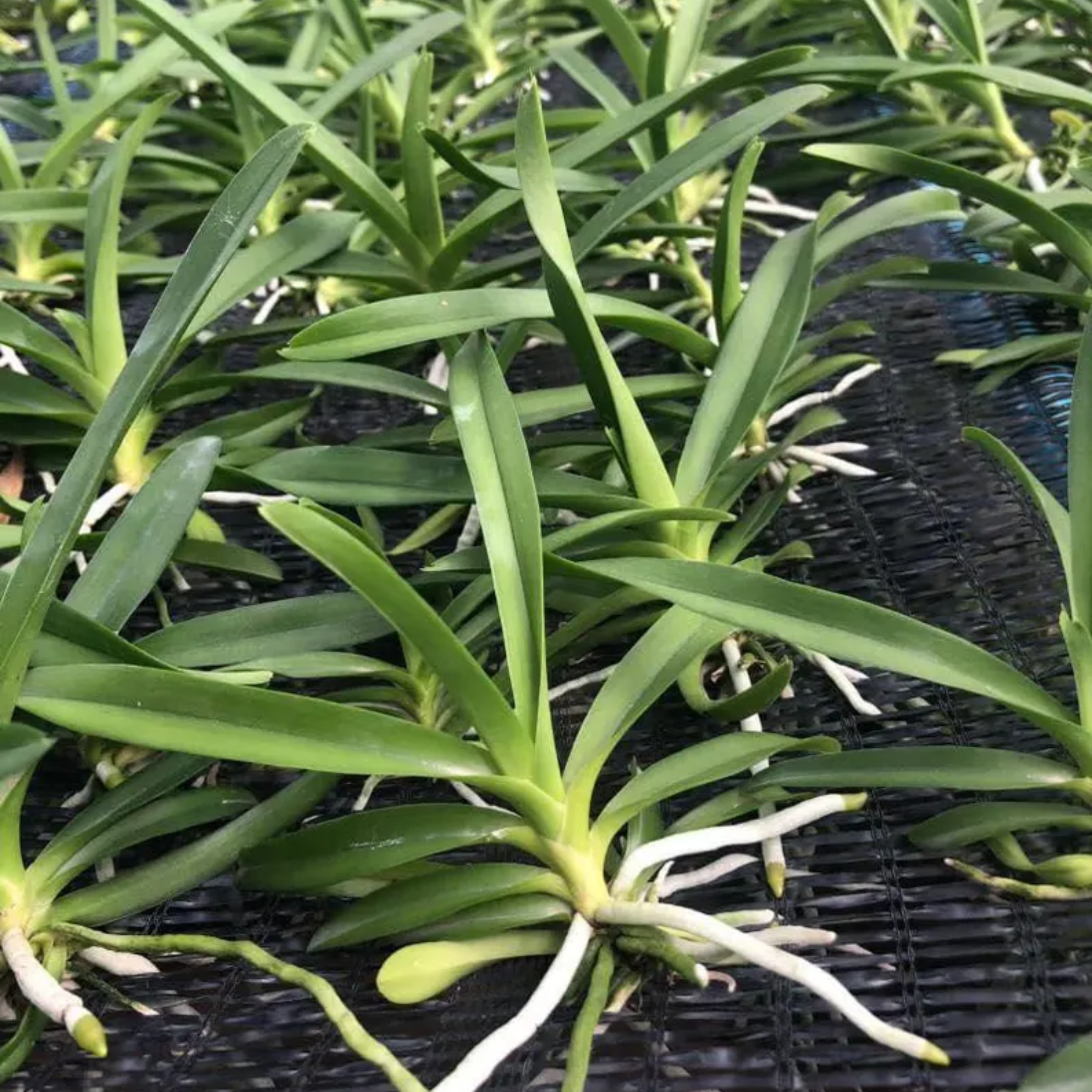 Set of 4 "Yellow" Vanda Orchid Seedlings