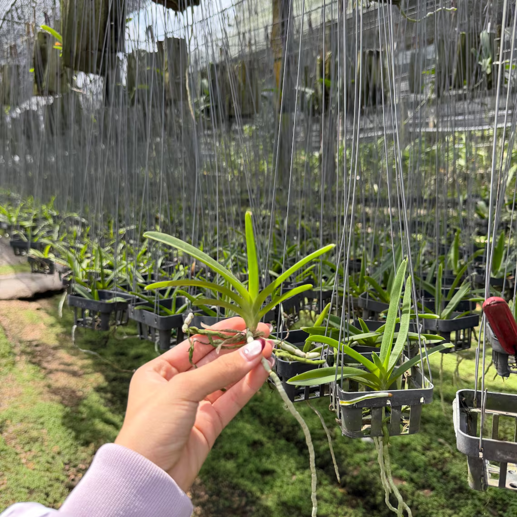 Set of 3 Fragrant "Black" Vanda Orchid Seedlings