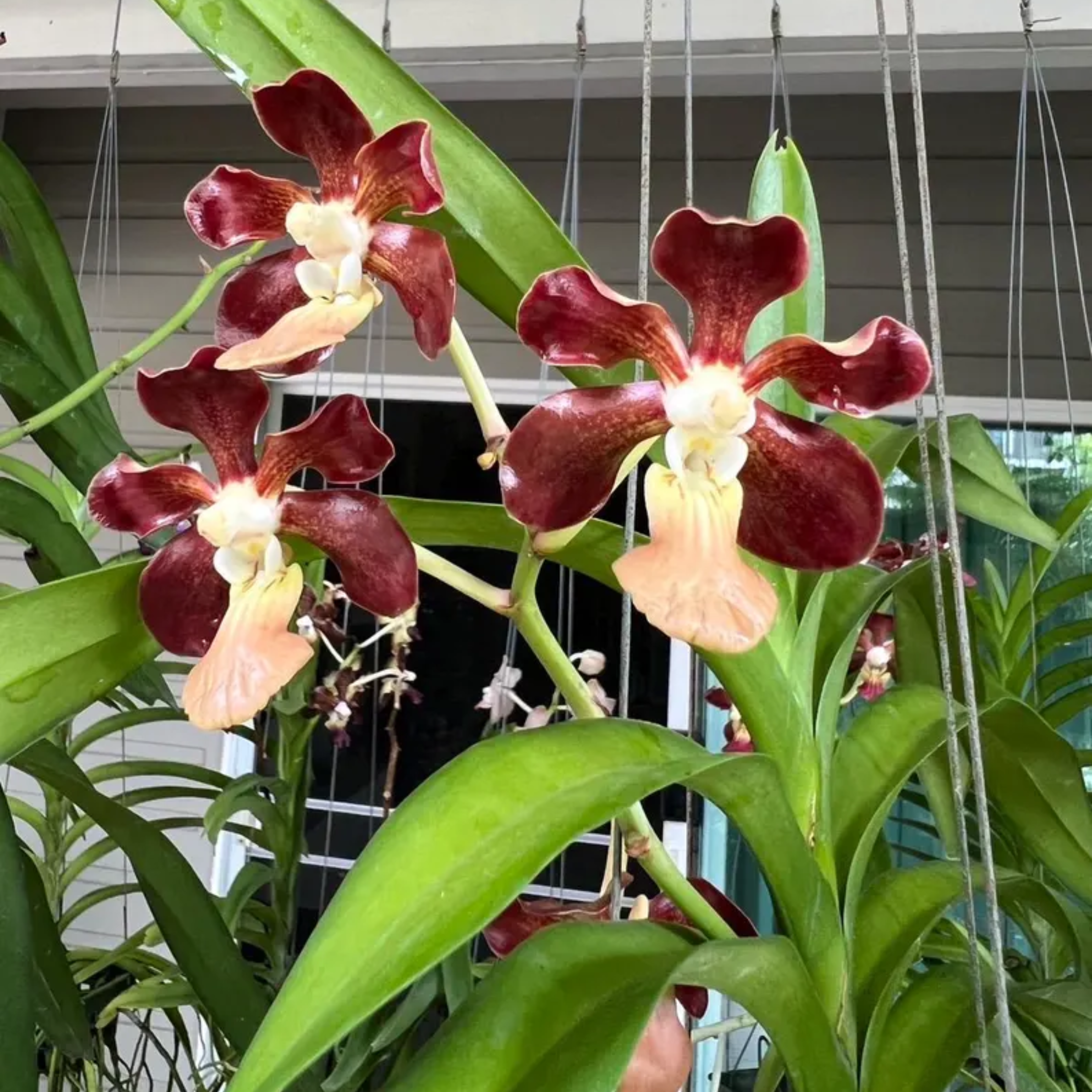 Fragrant Vanda Orchid Seedling, Surprise