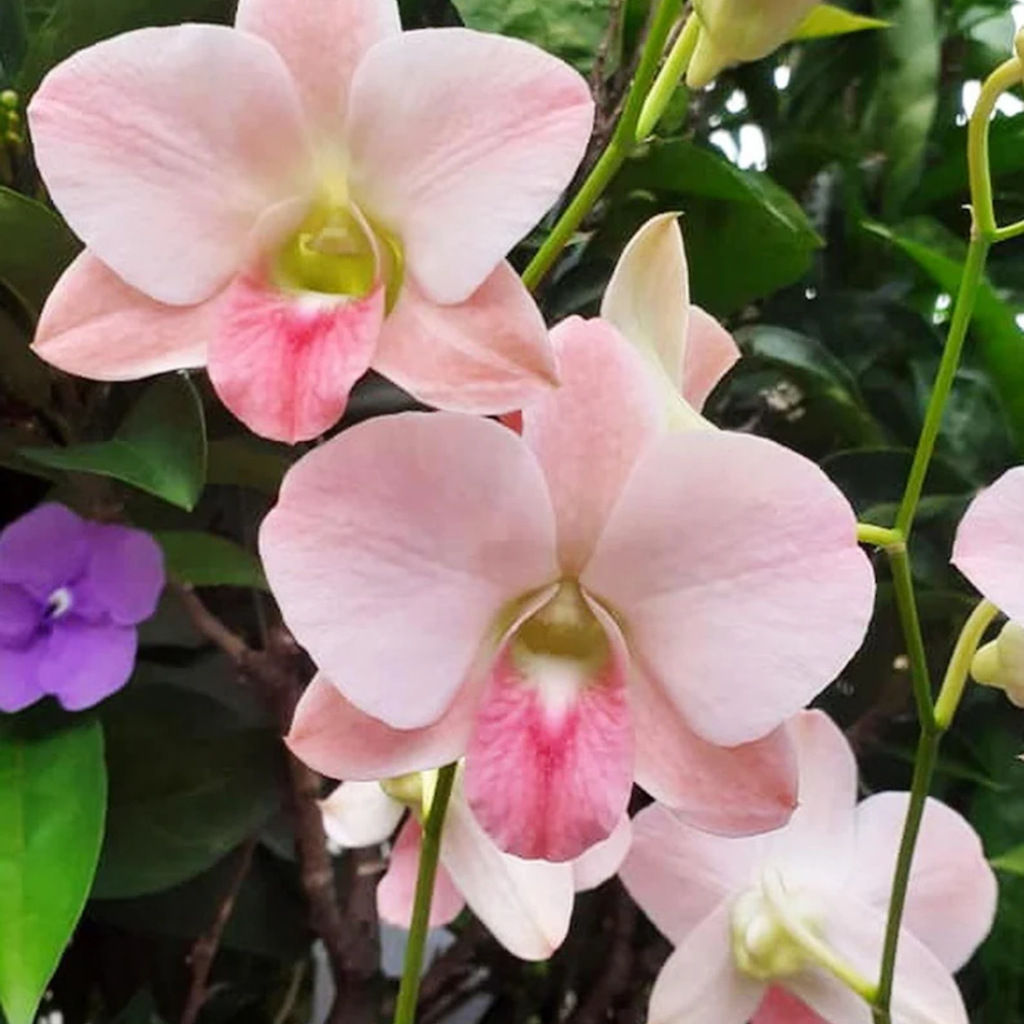 Dendrobium Airey Peach, blühfähige Zimmerpflanze