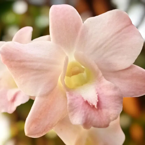 Dendrobium Airey Peach, Blooming Size Houseplant