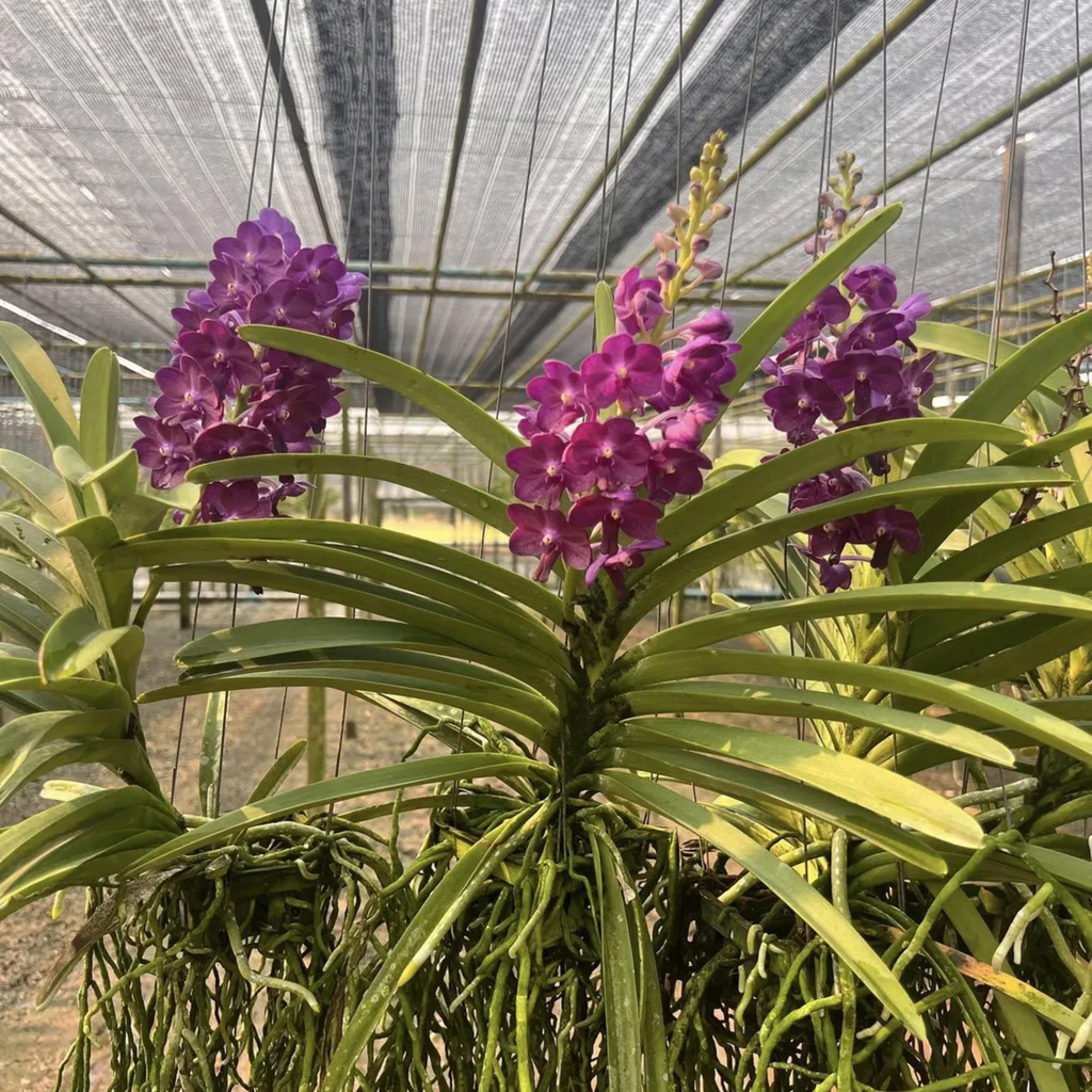 Vanda Bang Sai Star Blue Orchid: Deep Purple