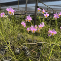Vanda ‘Bambo’ orchidee – Rare Pink & Yellow Lip Orchid