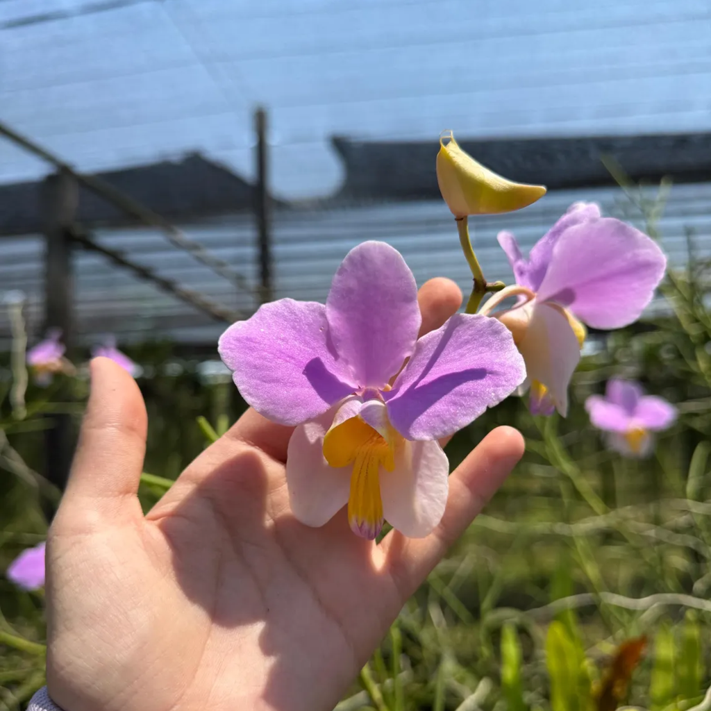 Vanda ‘Bambo’ orchidee – Rare Pink & Yellow Lip Orchid