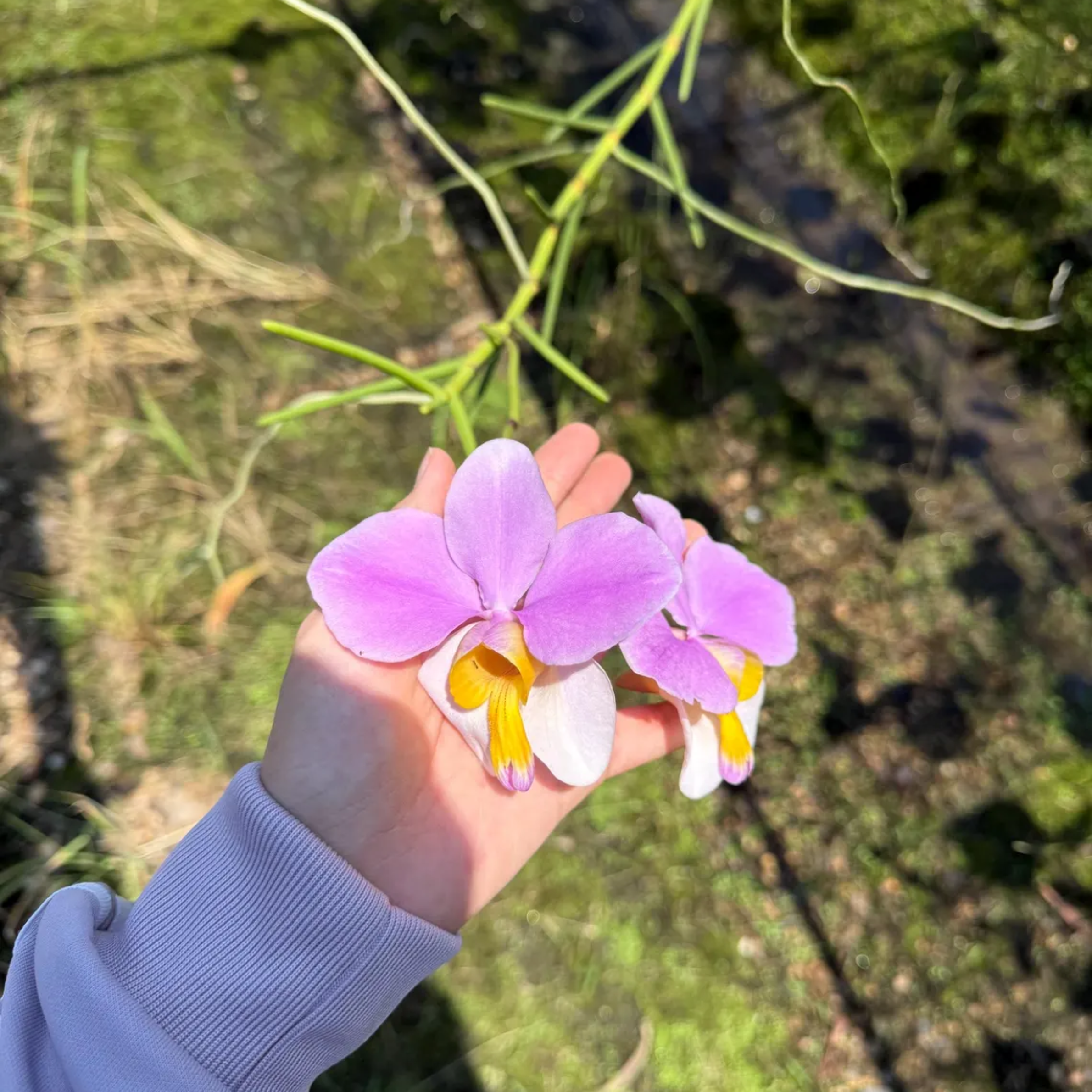 Vanda ‘Bambo’ orchidee – Rare Pink & Yellow Lip Orchid