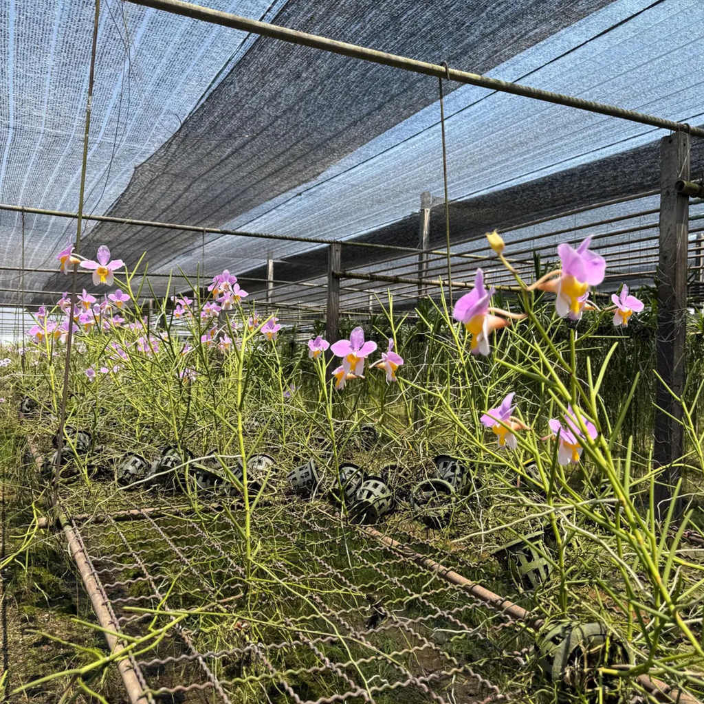 Vanda ‘Bambo’ orchidee – Rare Pink & Yellow Lip Orchid