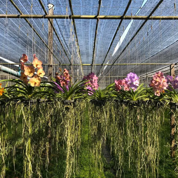 Sweet Pastel Ascocentrum Orchid: Rare Miniature Thai Orchid