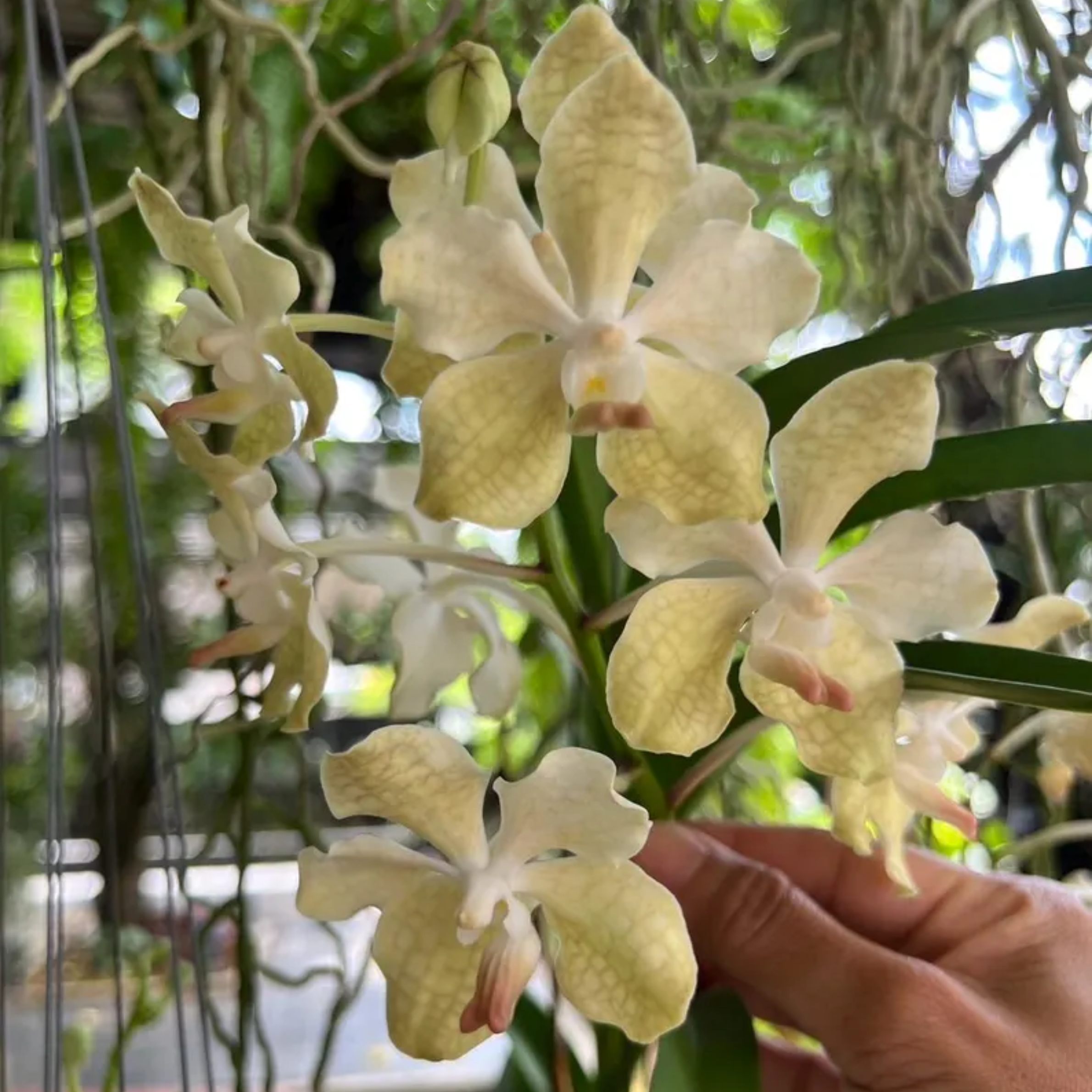 Fragrant Vanda Orchid Seedling, Surprise