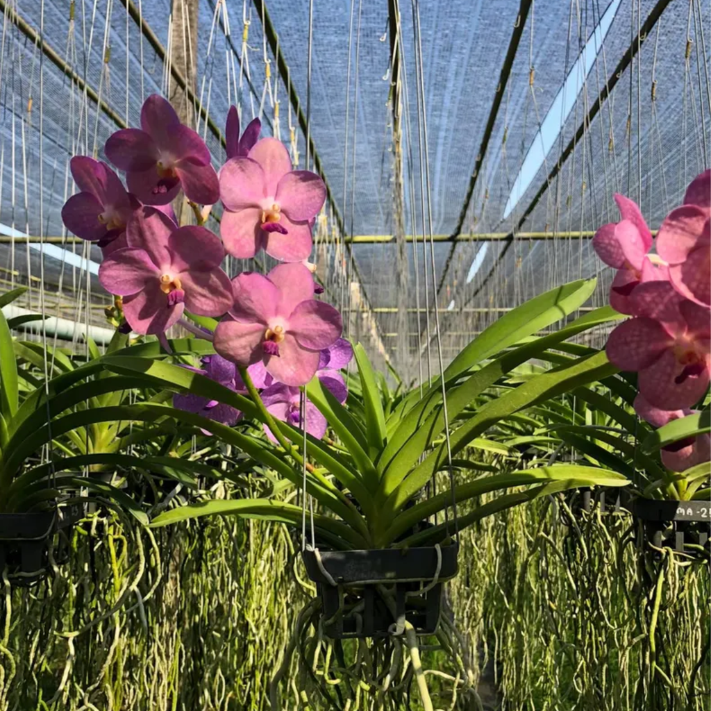 Sweet Pastel Ascocentrum Orchid: Rare Miniature Thai Orchid