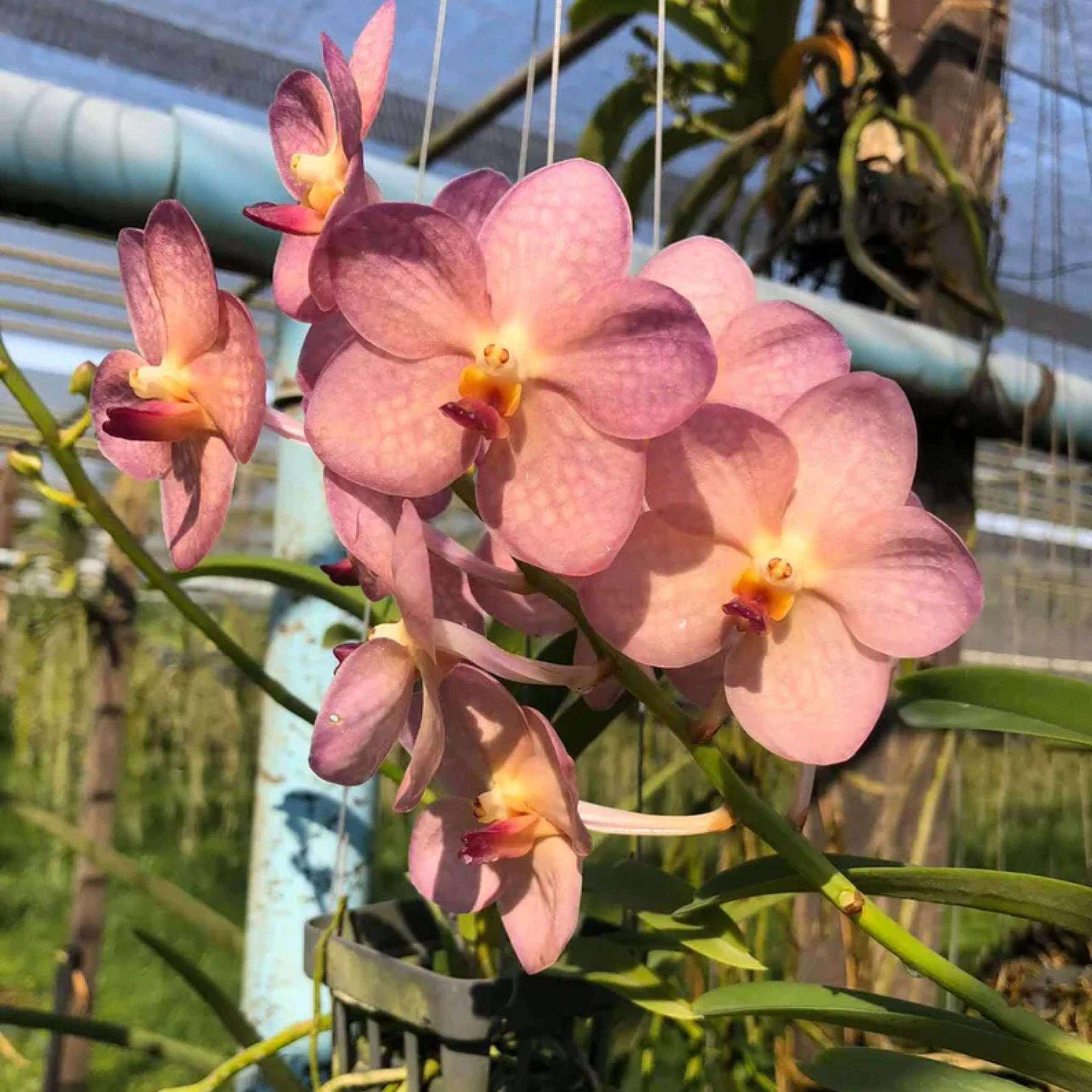 Sweet Pastel Ascocentrum Orchid: Rare Miniature Thai Orchid