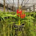 Red Thai Vanda Orchid (Ascocentrum curvifolium)
