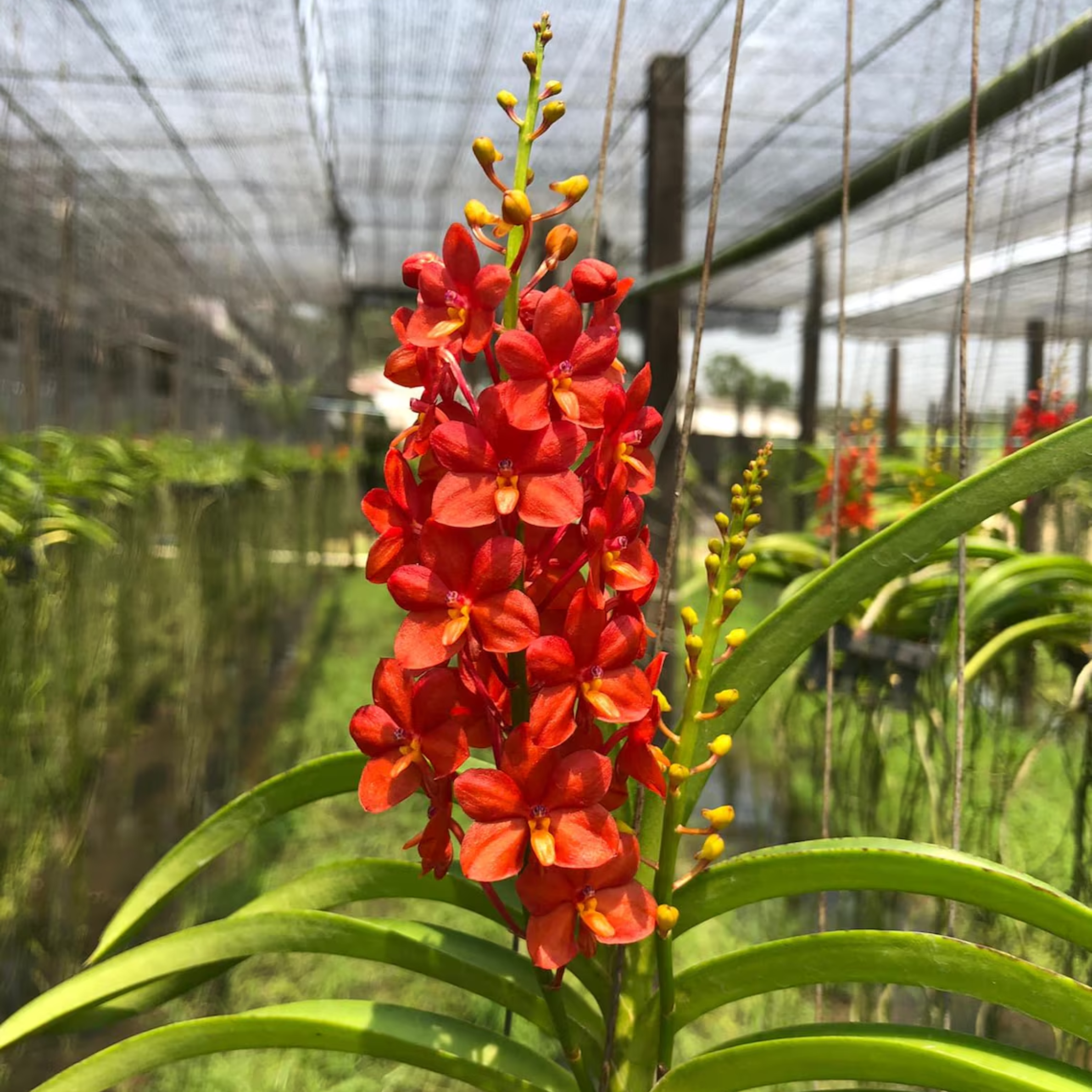 Red Thai Vanda Orchid (Ascocentrum curvifolium)