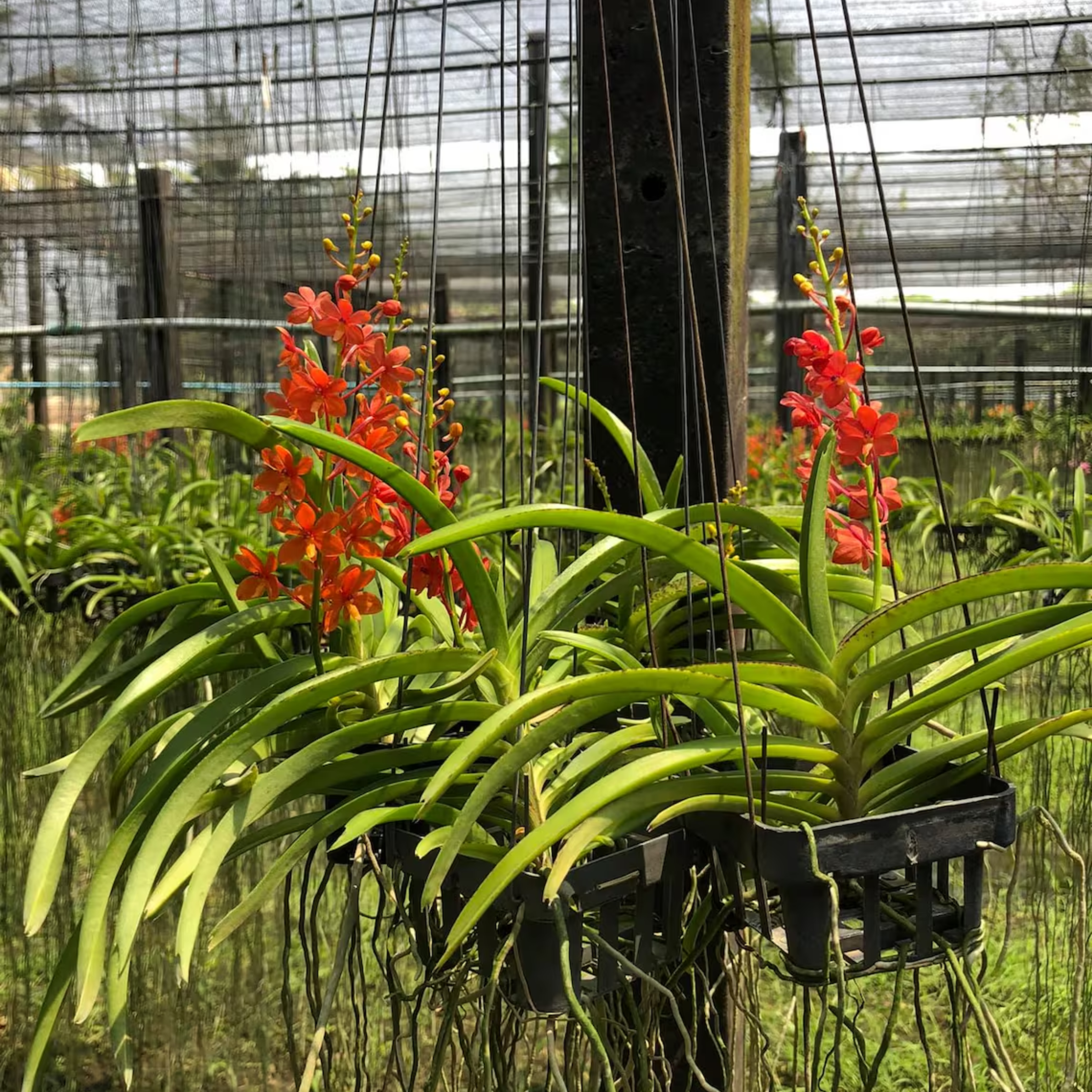 Red Thai Vanda Orchid (Ascocentrum curvifolium)
