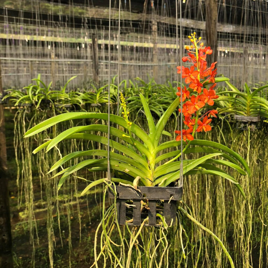 Red Thai Vanda Orchid (Ascocentrum curvifolium)
