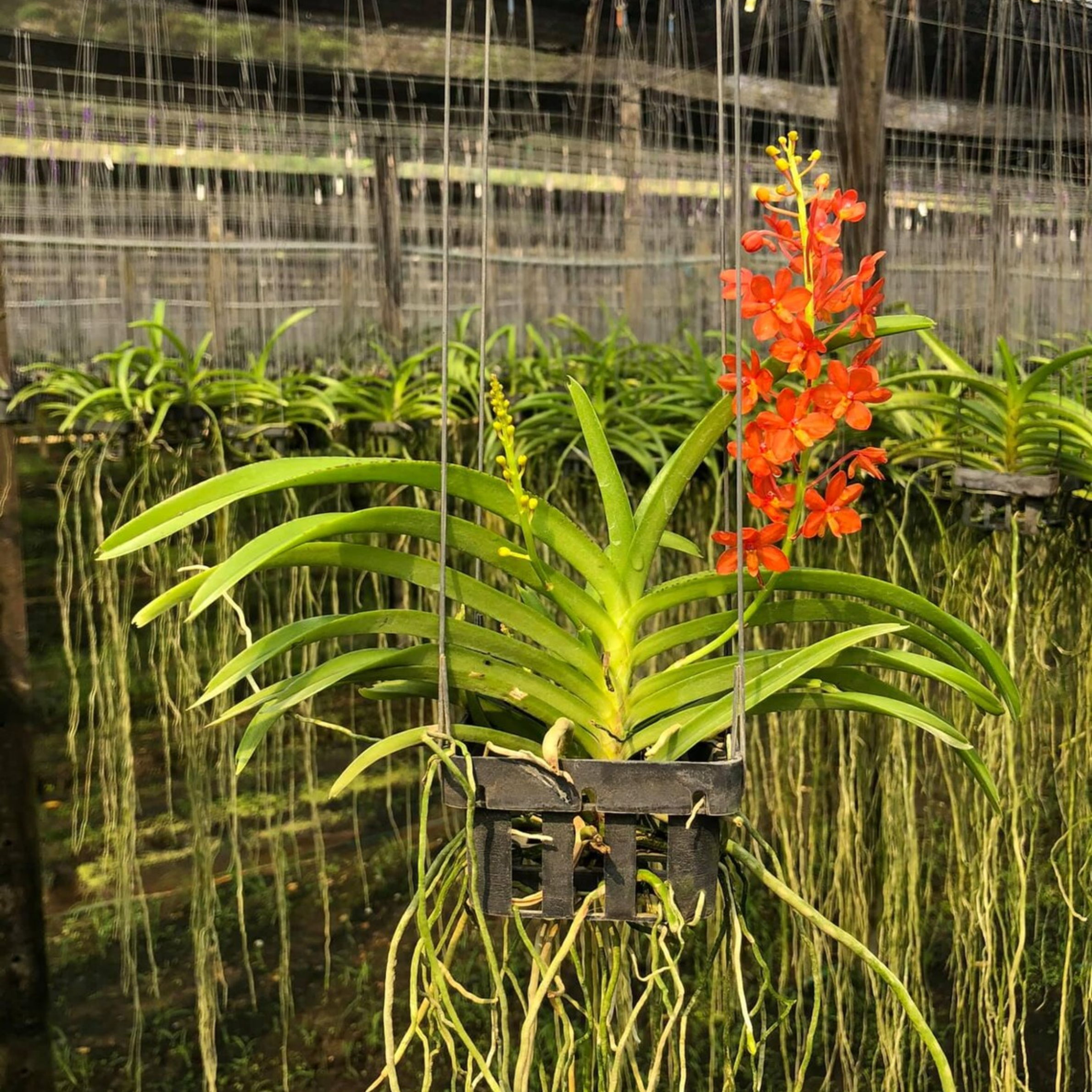 Red Thai Vanda Orchid (Ascocentrum curvifolium)