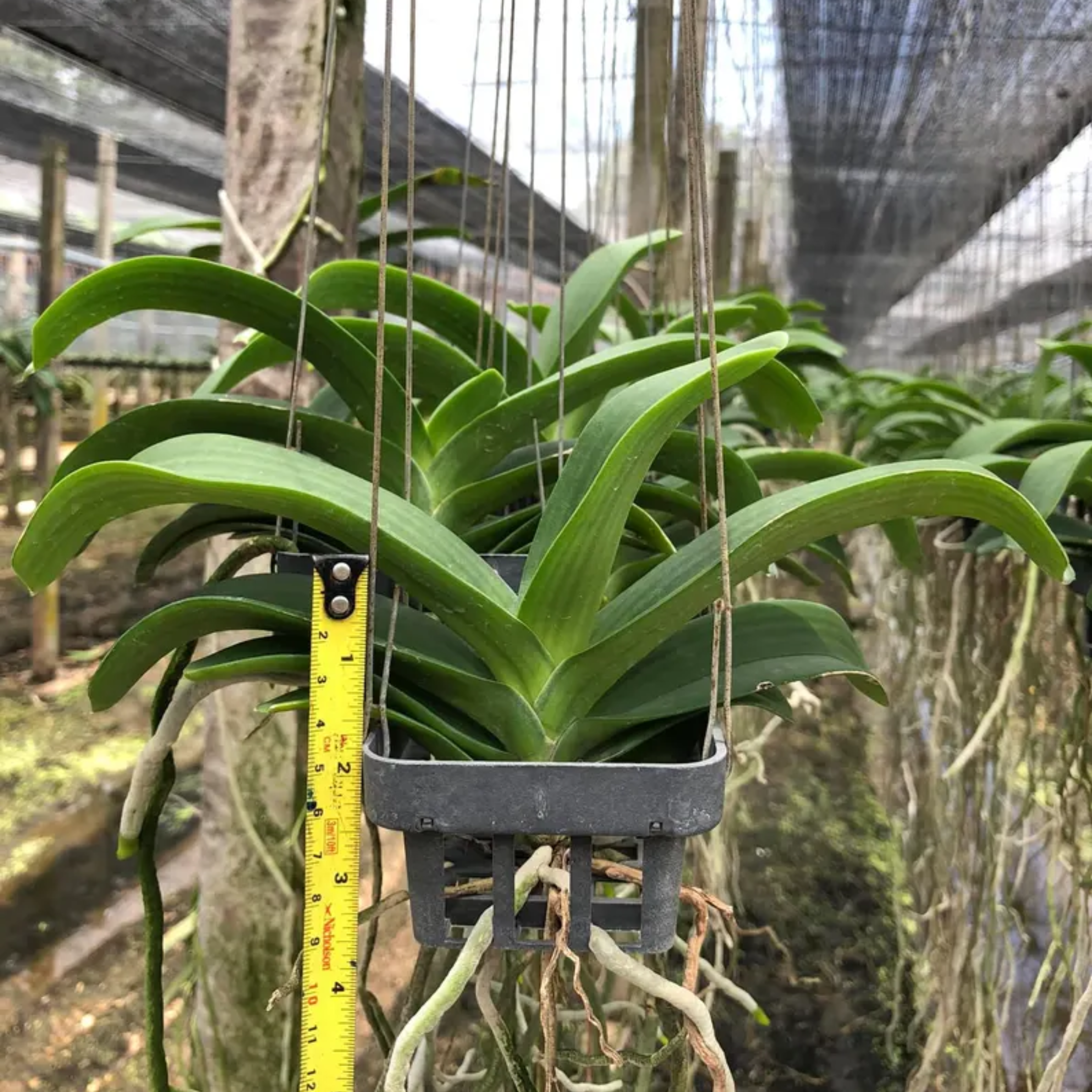 White Cloud Rhynchostylis Orchid: Rare Thai