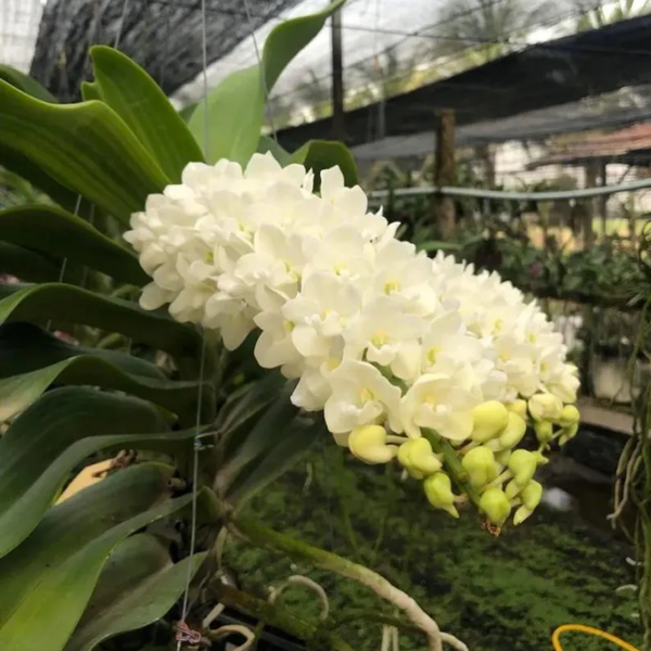 White Cloud Rhynchostylis Orchid: Rare Thai