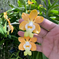 Fragrant Vanda Orchid Seedling, Surprise