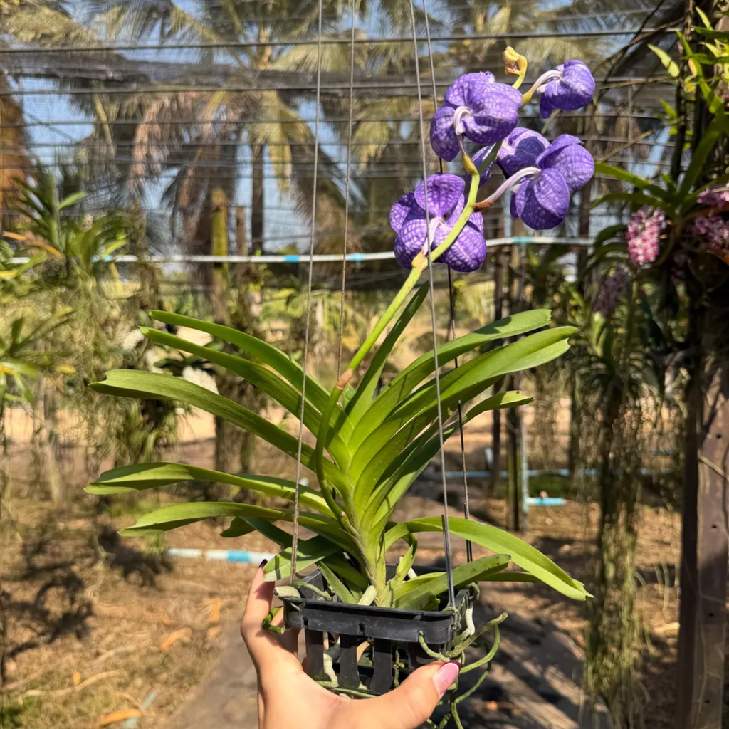 Rare Blue-Grey Hybrid Orchid “Fah Mui”