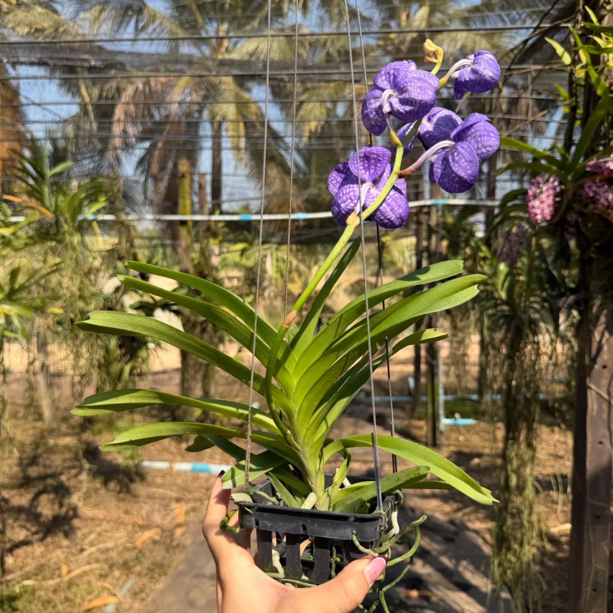 Rare Blue-Grey Hybrid Orchid “Fah Mui”