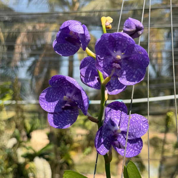 Rare Blue-Grey Hybrid Orchid “Fah Mui”