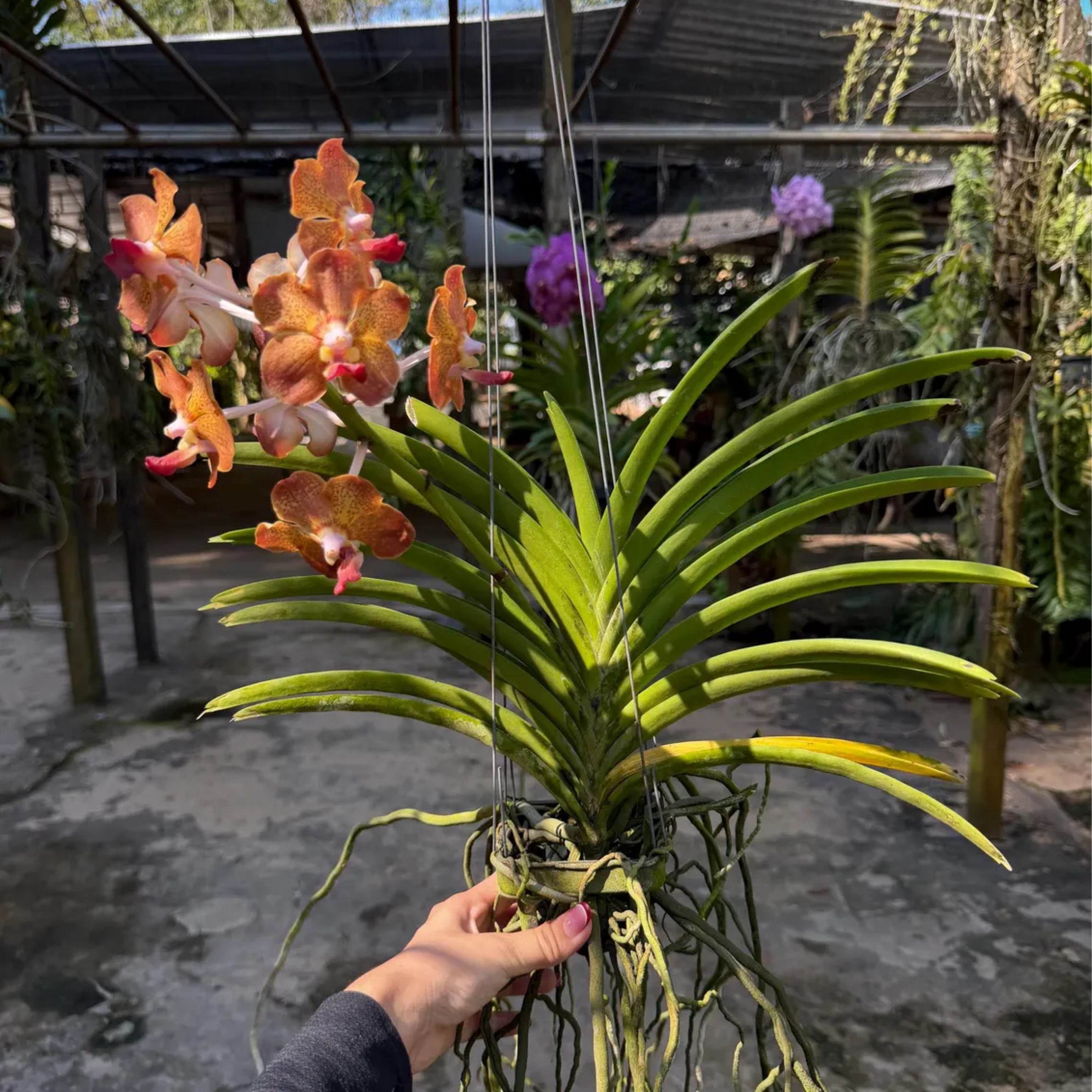 Vanda Orange Orchid: Fragrant Bloom Unique