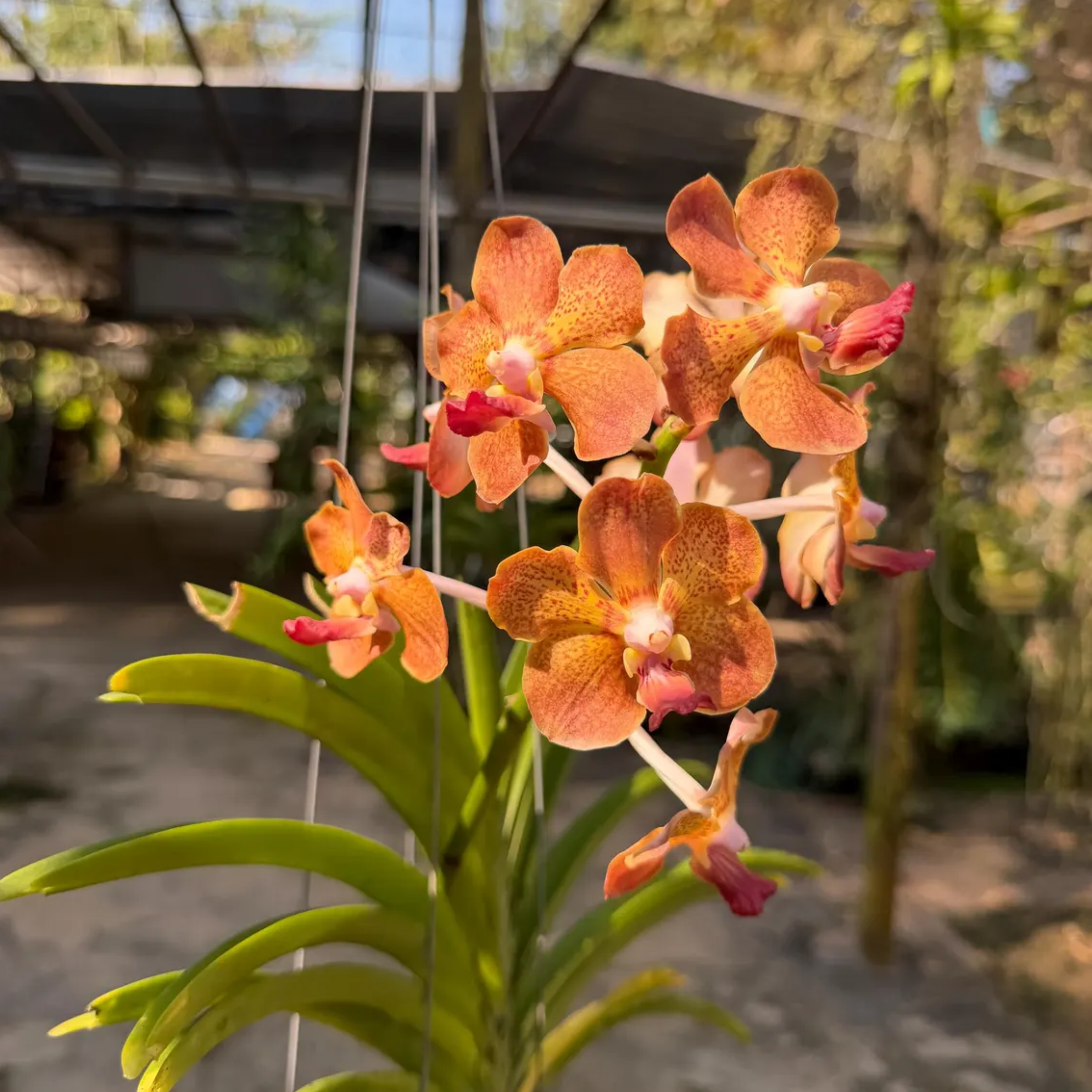 Vanda Orange Orchid: Fragrant Bloom Unique