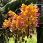 Yellow Korat Orchid – Rare Thai Aerides houlletiana
