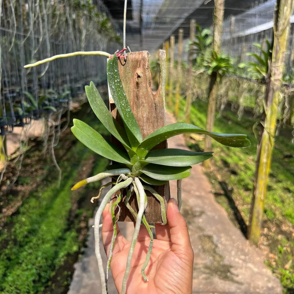 Yellow Korat Orchid – Rare Thai Aerides houlletiana