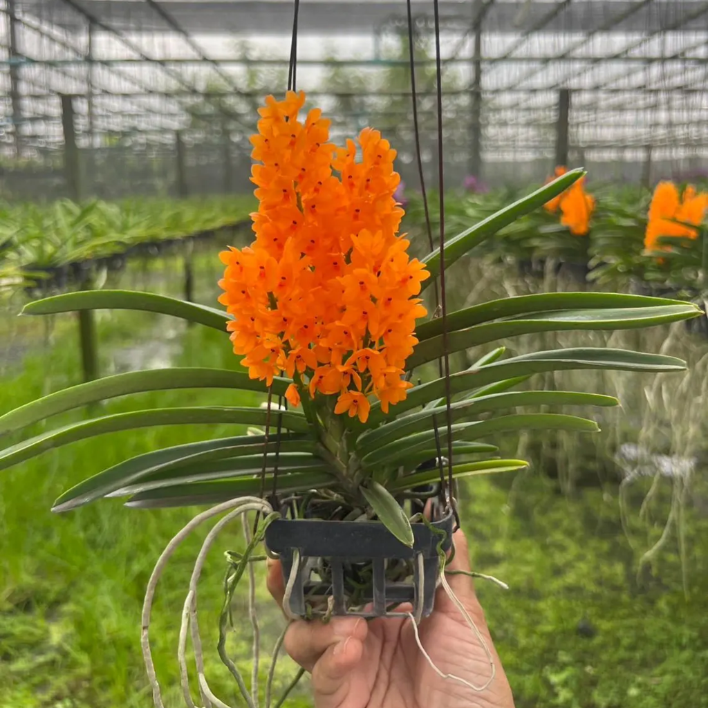 Orange Thai Orchid (Rhynchocentrum Ladda Gold)