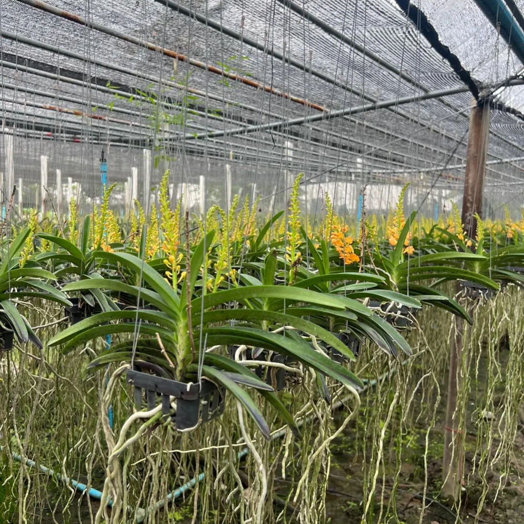 Orange Thai Orchid (Rhynchocentrum Ladda Gold)